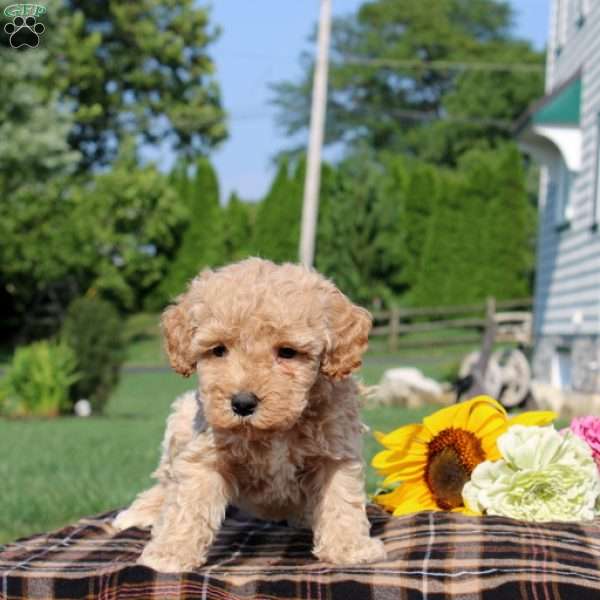 Braylen, Mini Goldendoodle Puppy